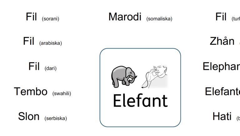 Bild på en elefant och vad det heter på olika språk