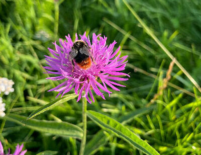 Humla och blomma