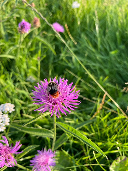 Humla på blomma