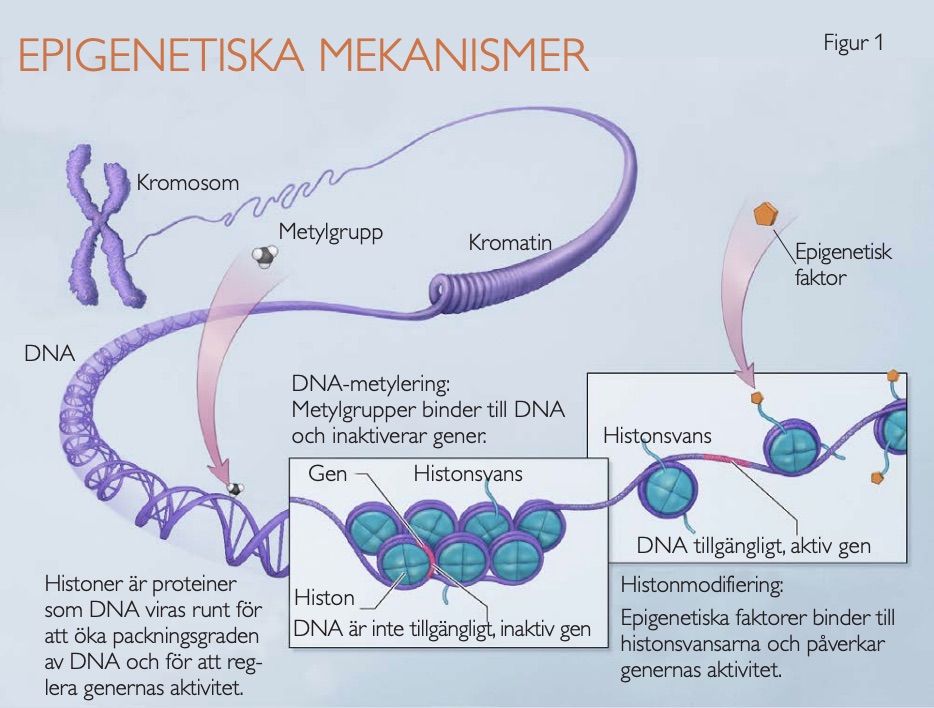 illustation epigenetik