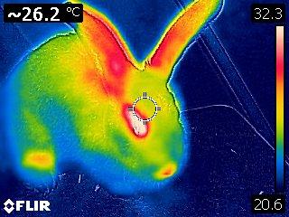 Bild av en kanin tagen med värmekamera. Kroppen är