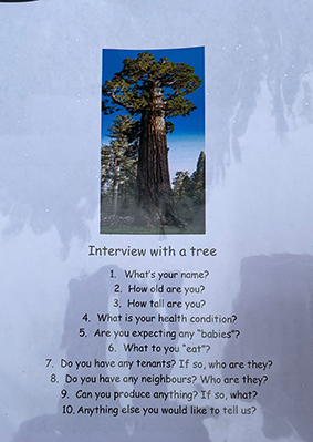 Deltagarna fick intervjua träd utifrån ett antal frågor.